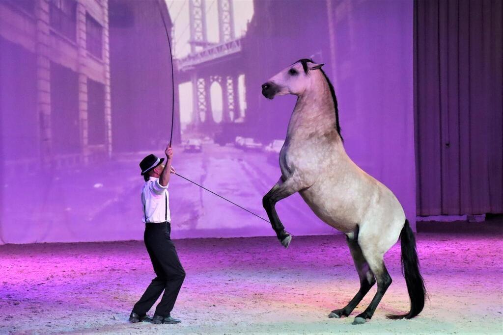 Haras du Pin. Un spectacle équestre haut en couleur sur le thème des années 1970 - Cherbourg.maville.com