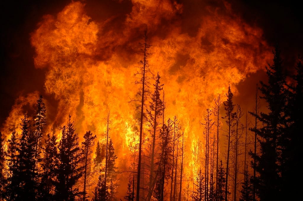 Nova Scotia’s forest fires make me wonder if our dreams of a green, rural life were misguided
