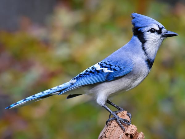 Birds. Yes, birds.