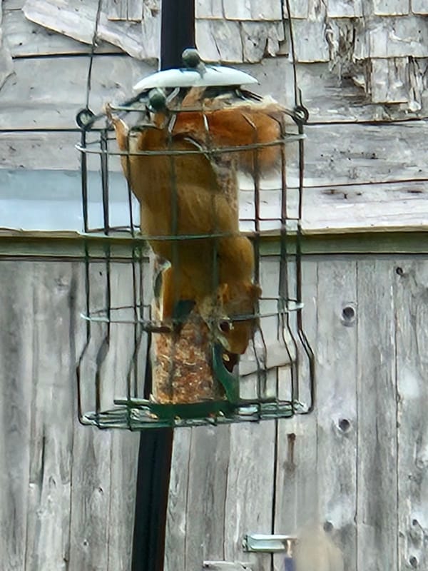 Nothing is Squirrel Proof!