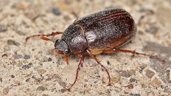 It's nearly June. They're bugs.