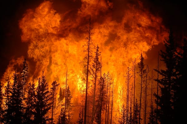 Nova Scotia’s forest fires make me wonder if our dreams of a green, rural life were misguided